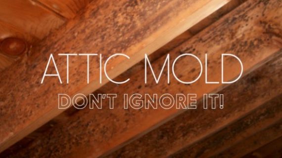 Mold in Attic: How to Stop Attic Mold Growth Permanently