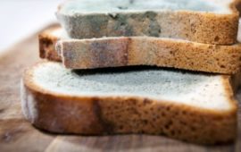 Mold on Bread: Here is What You Need to Know