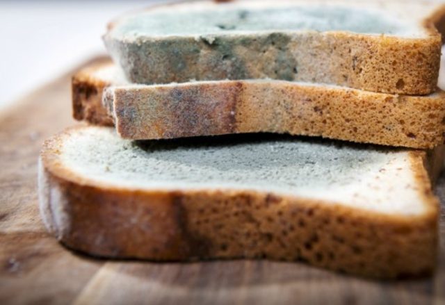 Mold On Bread 