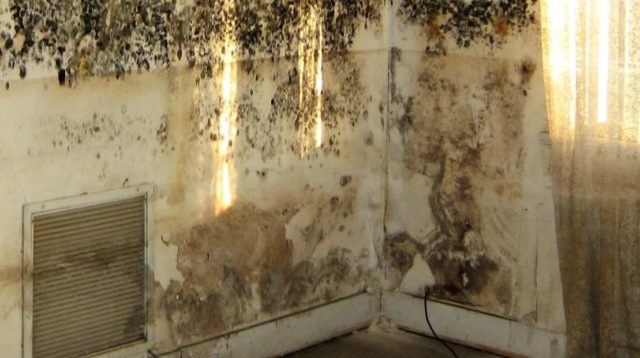 mold on walls facts