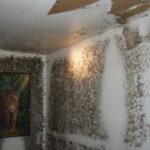 Let’s Identify the Mold from Water Damage!