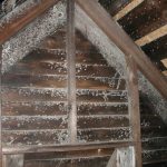 Finding Black Mold in Attic? Here’s How to Remove It