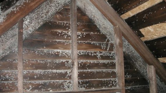 Finding Black Mold in Attic? Here’s How to Remove It