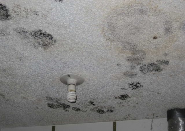 It S Time To Remove The Stubborn Black Mold In Bathroom Ceiling Clean Water Partners - How To Treat Mould In Bathroom Ceiling