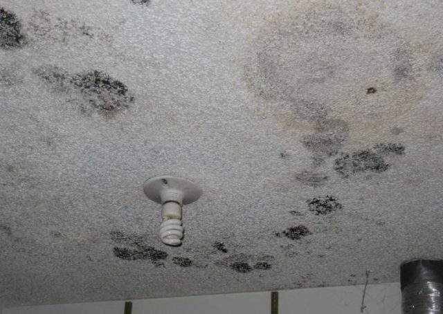 it's time to remove the stubborn black mold in bathroom ceiling