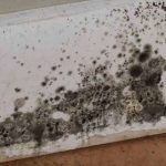 Is It Hard to Cope with Black Mold in Toilet?