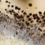 Is Mold a Fungus or a Bacteria?