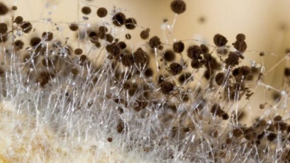 Is Mold a Fungus or a Bacteria?