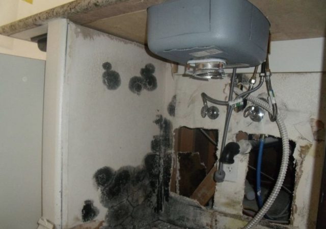 black mold under bathroom sink