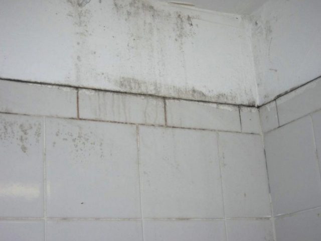 remove on wall fungus Mold walls Ways  bathroom  Remove of Clean A on Handful to