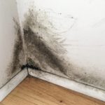 Black Mold on Drywall? Get Rid of It Right Away