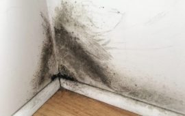 Black Mold on Drywall? Get Rid of It Right Away