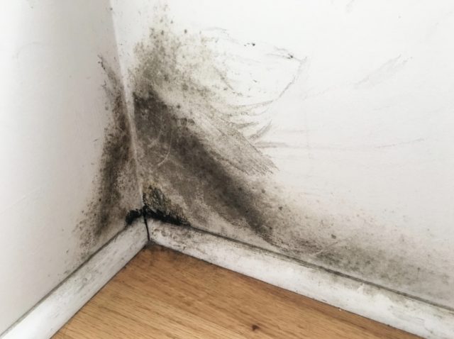black mold on drywall removal