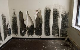 Signs of Black Mold in Your Home